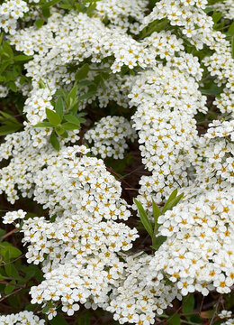 Common white hawthorn shrub, crataegus laevigata. A flowering plant spring allergen, at the same time a herb. Floral background.