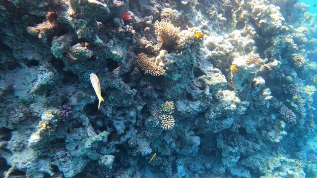 Regenbogen Lippfische in &Auml;gypten im Roten Meer
