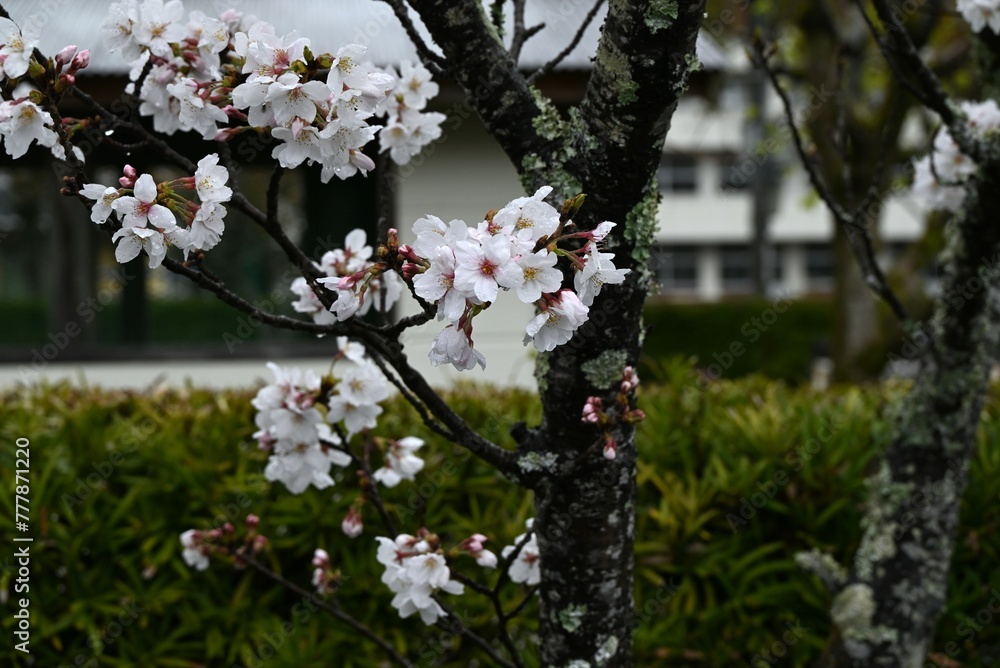 Sticker japan sightseeing trip. cherry blossoms in full bloom on a rainy day. seasonal background material.