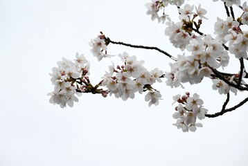 Japan sightseeing trip. Cherry blossoms in full bloom on a rainy day. Seasonal background material.