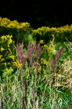 Flower in a Field