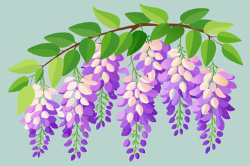 wisteria-vector-illustrations
