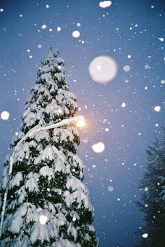 A tree in the wintertime, snow falling from the sky.
