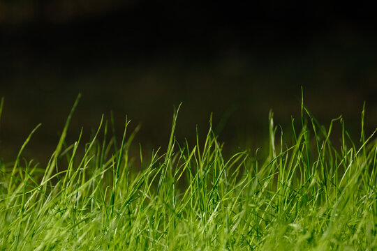 Summer Green Grass and Copyspace