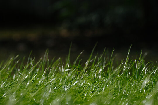 Green Summer Lawn Grass