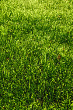 Green Lawn Grass Nature Texture Background
