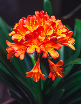 clivia