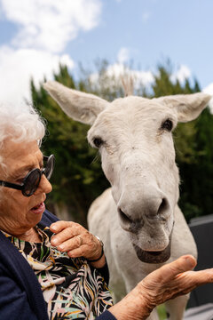 A grandma feeding a donkey
