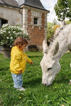  Toddler patting a donkey