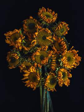 bouquet of aging sunflowers