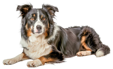 A dog is laying, cut out - stock png.