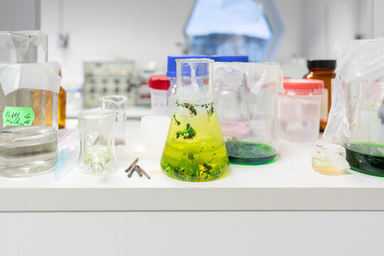 Catalysis Laboratory Experiment