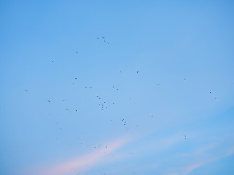 Flock of birds flying on the background of blue sky at sunset 