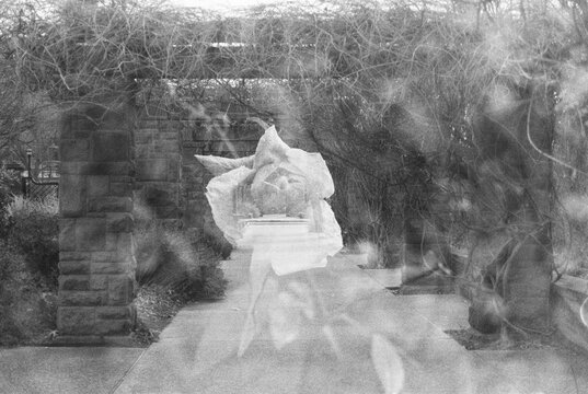 Double exposure film photo of a rose in between brick arches