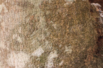 close up photo of tree bark