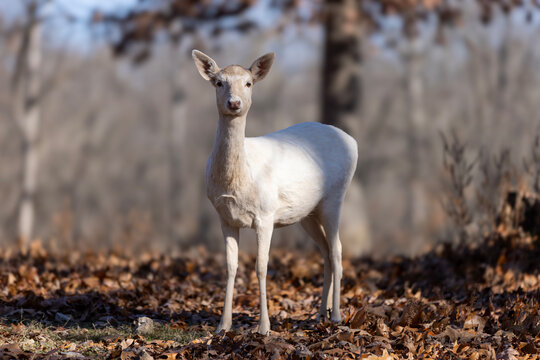 An Albino White Deer in the Autumn Woods