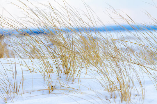 reeds in the snow