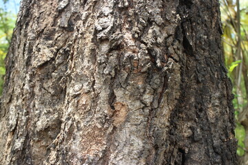 close up photo of tree bark