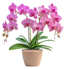 A large pink and white orchid plant in a brown pot, cut out - stock png.