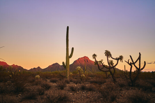 Southwest Landscape Cactus Images  Browse 96,323 Stock Photos, Vectors,  and Video | Adobe Stock
