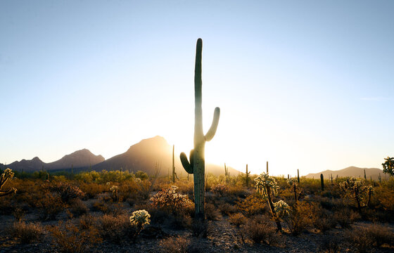 Desert Saguaro National park