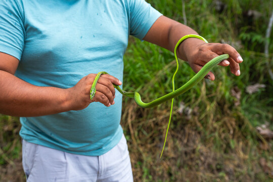 Holding a Dead snake