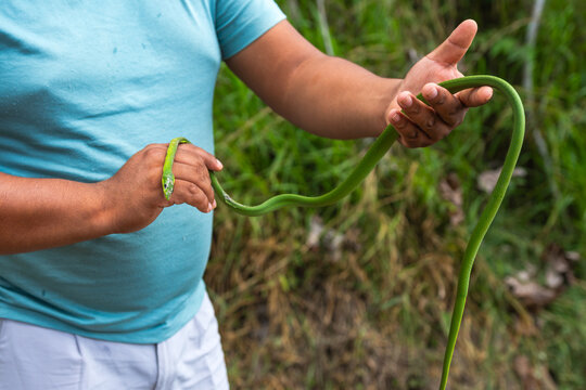 Man holding a dead green snake