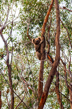 koala in the wild
