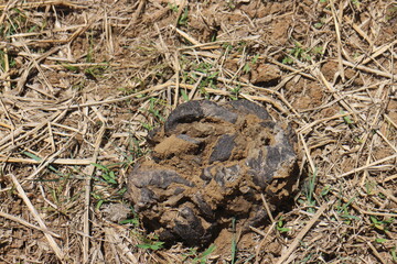 Fototapeta premium cow dung can be used as organic plant steel