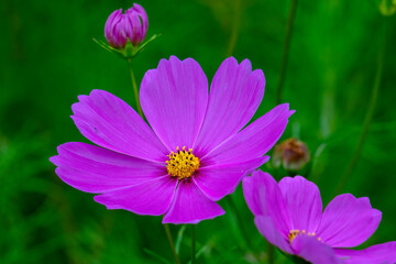 Purple cosmos (c. bipinnatus) with yellow centre in garden