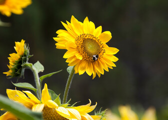 Sunflower with bee