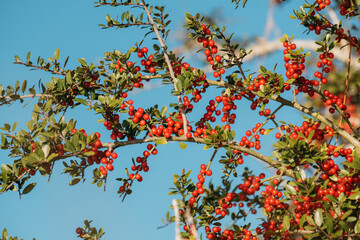 Red Holly Berries in Nature and Winter Blue Sky