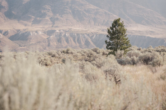 Grass and shrubs in dry desert.