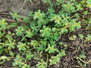 Ludwigia adscendends grows abundantly in the morning its green leaves