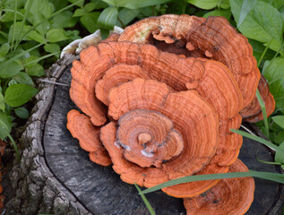Fototapeta premium mushrooms in the forest
