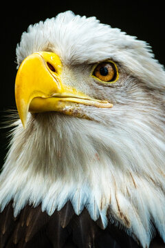 North American Bald Eagle 