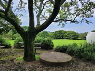 tree in garden