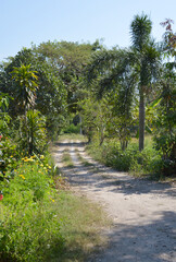 Fototapeta na wymiar the way to the jungle of tropical island.