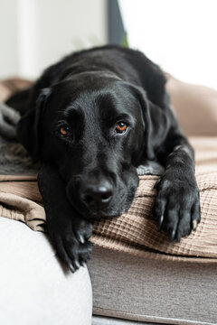 Dog resting on a sofa.