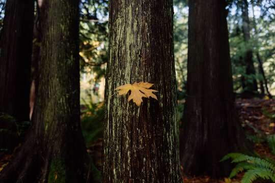Maple leaf stuck on the trunk of a cedar tree.