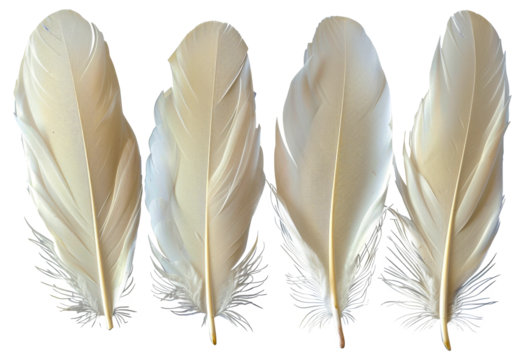 Four white feathers, cut out - stock png.