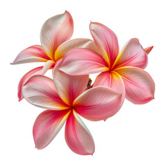 Three pink and yellow flowers, cut out - stock png.
