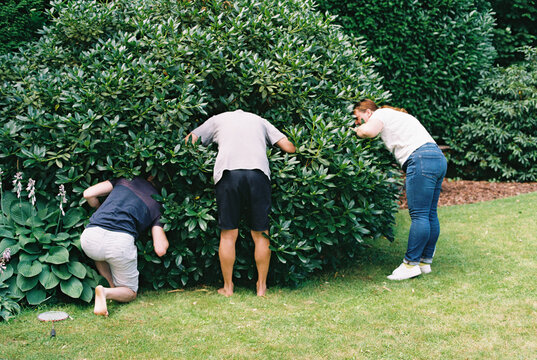 family looking for badminton shuttlecock or birdie in bushes in yard