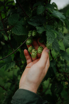 Hand with hops flower
