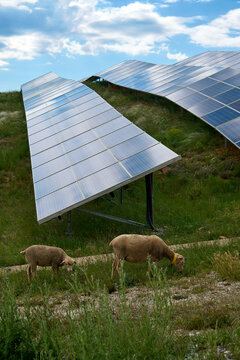 Dual-use solar agrivoltaic farm with sheep livestock grazing