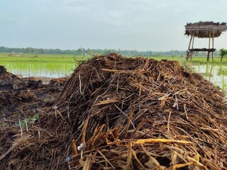 piles of rotting hay, fermented hay.