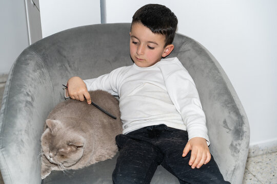 Boy Brushes British Shorthair Cat in Chair. Flash Portrait.