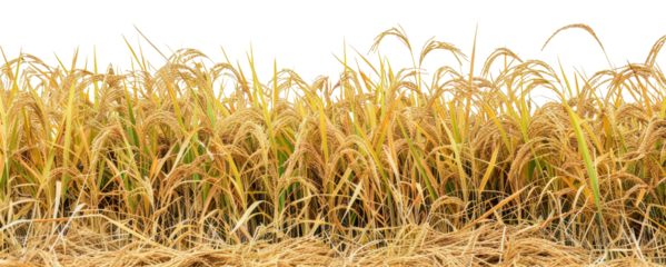 A field of yellow rice plants, cut out - stock png.