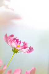 Fototapeta premium beautiful cosmos flower field.Cosmos flower blossom in garden