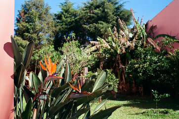 Bird of paradise flower and green garden at pink house architecture